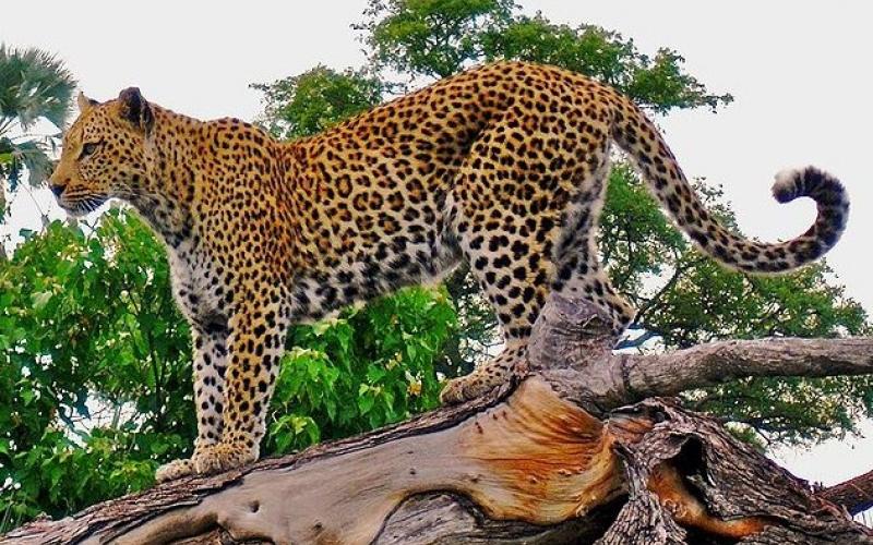 Parents fought with a leopard to save the life of their 7-year-old daughter; the leopard had attacked the girl while hunting Chhattisgarh news latest news cg hindi news khabargali 
