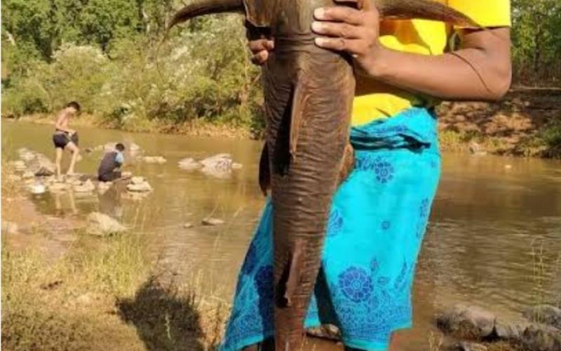 Rare 'Bodh' species of fish found in Indravati river, worshipped as goddess Chhattisgarh news hindi news latest News jagdalpur news khabargali 