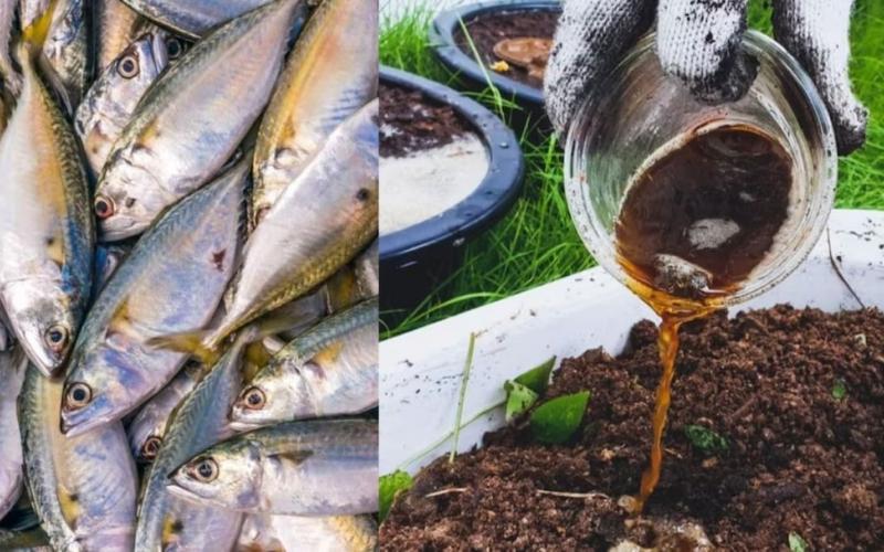 Modi government approves making fertilizer from fish, meat, bones and non-vegetarian waste; now Indians will eat potatoes, tomatoes and cabbage from non-vegetarian fertilizer; Jain Samvedana Trust writes letter to Prime Minister and Agriculture Minister - Huge anger among Hindu and Jain community as well as millions of vegetarian people, Khabargali