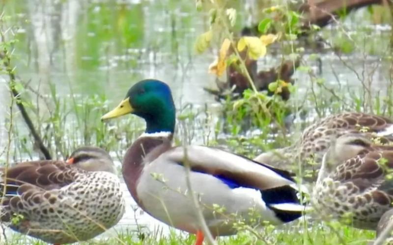 Exotic Mallard bird spotted in Raipur, Chhattisgarh becomes new destination for migratory birds hindi News latest News khabargali 