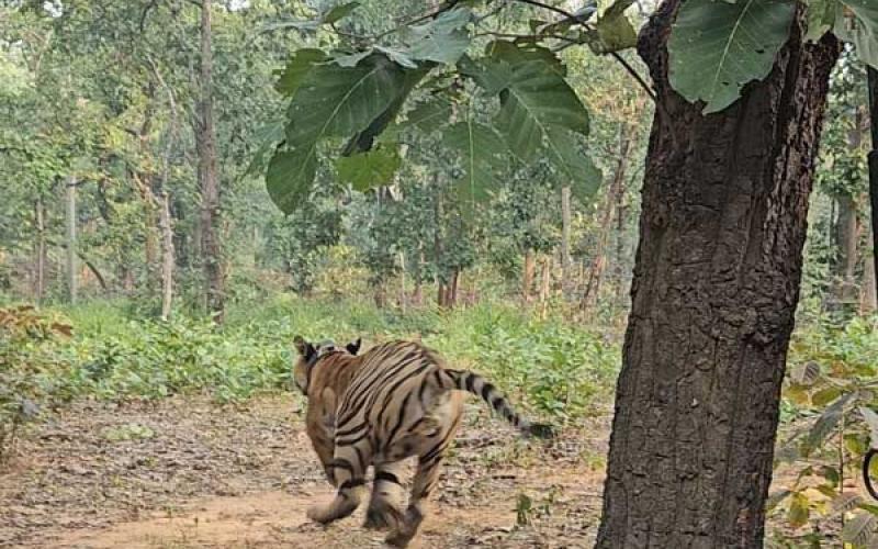 The roar of tigers will increase in Chhattisgarh. Six tigers will arrive from Madhya Pradesh, preparations are in the final stages. Chhattisgarh news hindi News big news khabargali 