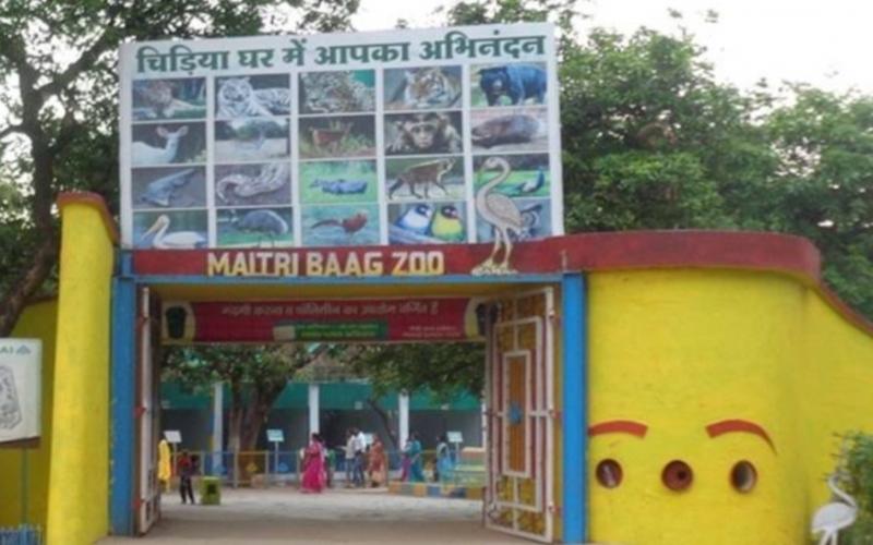 White tigress Jaya dies in Bhilai Maitri Bagh, forest department officials confirm hindi News latest news khabargali 