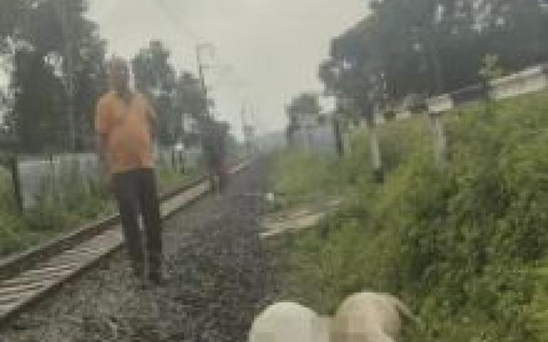 कोरिया में ट्रेन से कटकर 15 गौवंशों की मौत, मौके पर पहुंचे पुलिस-प्रशासन के अधिकारी खबरगली 15 cattle killed after being hit by a train in Korea; police and administration officials arrived at the scene. koriya news hindi news latest news khabargali 