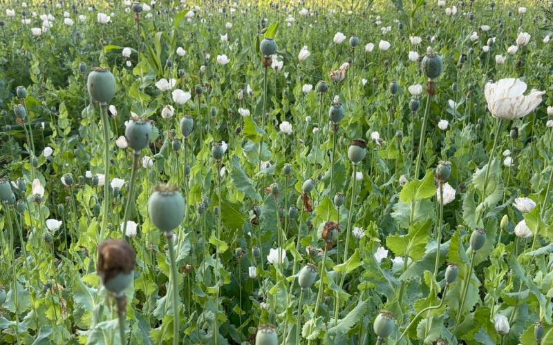 Opium cultivation caught in BJP leader's field, suspended from party bhilai News hindi news khabargali 