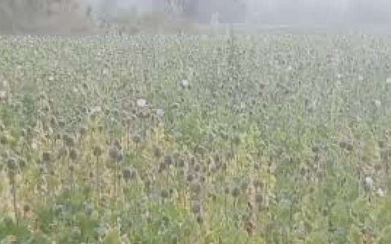  Illegal opium cultivation exposed in Balrampur, crop spread over two acres hindi news latest news khabargali 