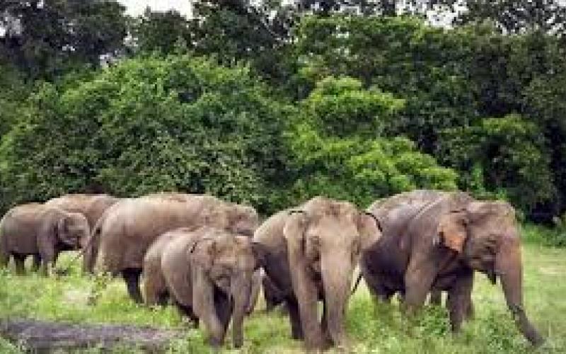 Elephants wreak havoc in Jharkhand, trampling three people to death hindi news latest news khabargali 