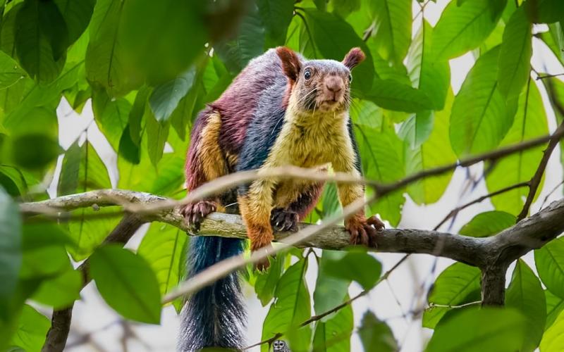  Rare giant Indian squirrel spotted in Devpur forest of Barnawapara, a major success in biodiversity conservation efforts raipur chhattisgarh hindi news khabargali 