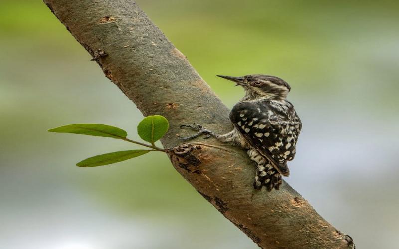 India's smallest woodpecker spotted during jungle safari; biodiversity gains new recognition. raipur chhattisgarh hindi news khabargali 