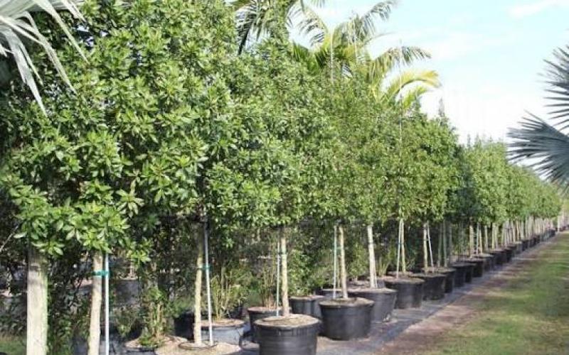 Ban on planting *Conocarpus erectus* in Chhattisgarh; it poses risks to the environment and health Raipur chhattisgarh khabargali 