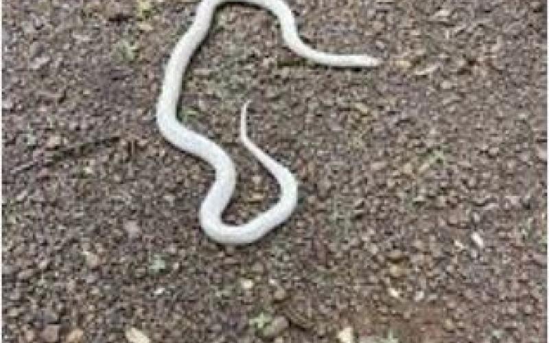 An extremely rare white krait found in Durg has been released into the wild; following its rescue, it was safely released into the forest Bhilai News khabargali 