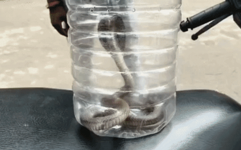 Young man bitten by a cobra; doctors said, "Bring the snake first, then we'll treat you." Hindi news latest news khabargali 