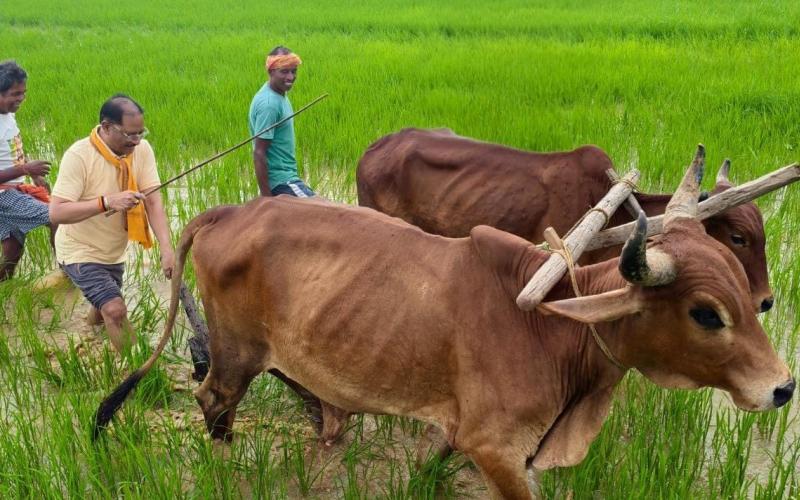 Chief Minister Vishnudev Sai ploughed the field with oxen, farmer style was again seen in the garden, Raipur, Jashpur, Chhattisgarh, Khabargali