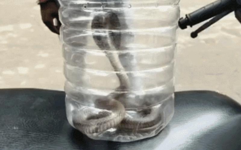 Young man bitten by a cobra; doctors said, "Bring the snake first, then we'll treat you." Hindi news latest news khabargali 