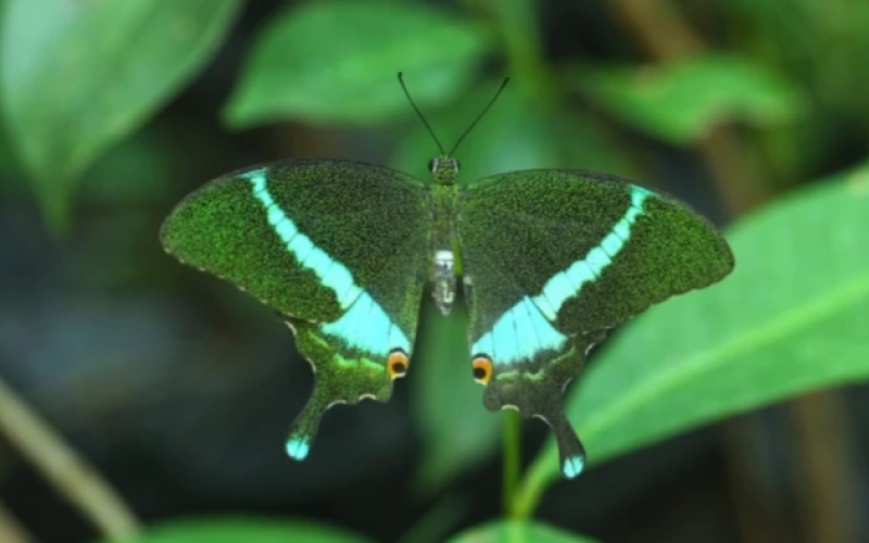 State's 'Orange Oakleaf' to become the official state butterfly; citizens expressed their preference through online voting. Latest news hindi news khabargali 