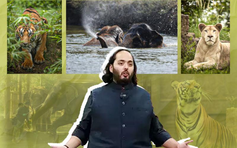 Ambani to treat injured wildlife at jungle safari MoU to be signed with Vantara in Jamnagar Gujarat latest News hindi News khabargali 