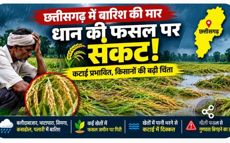 Chhattisgarh weather, paddy crop, unseasonal rain, farmer news, paddy harvesting, Balodabazar news, Kharif crop, agricultural news, Khabargali