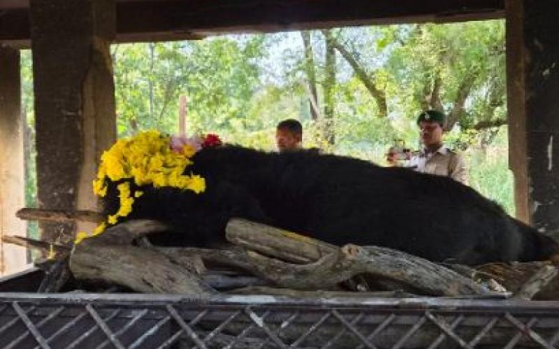 Female Himalayan bear dies at Jungle Safari had been brought to Raipur from Guwahati raipur news khabrgali 