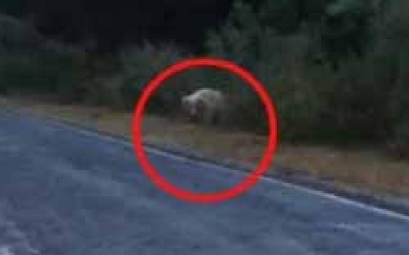 Rare white bear spotted on a road in Chhattisgarh; passersby stop, stunned by the unique sight hindi news khabargali 