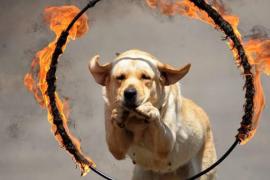 Dog and Cat Show in Rajdhani khabargali