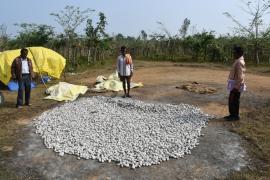 Vananchal Bijapur, Government Cosa Seed Center, Naimed, Sericulture, Cosaphal Production, Ayuttu Kudiyam, Khabargali,