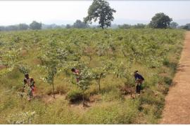 Village Industries Department, Mahatma Gandhi NREGA, District Narayanpur, Village Gotajamhari, Silk, Silk, Production, Chhattisgarh, Khabargali