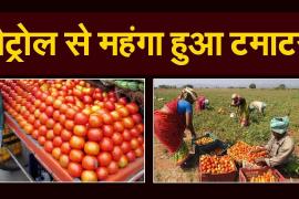 Inflation hit, tomato price spoiled the kitchen budget of common people, tomato 'red', petrol-diesel, loose pockets of general public, has spoiled the kitchen budget., Oil and pulses prices skyrocket, in South India Heavy rains, low yields, high demand, increased transportation costs, wedding season. Festive Season, Khabargali