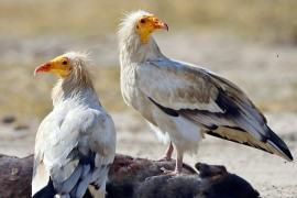 Egyptian Vulture, an endangered species, Chhattisgarh, Dhamdha of Durg district, Vulture Restaurant, Khabargali