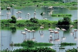 Wetland, Chhattisgarh, Forest Minister Akbar, Khabar Gali