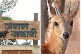 Raipur Jungle Safari Death of 17 Chausingha, Chief Forest Conservator Wildlife, M Mercy Bela, Chhattisgarh, Khabargali