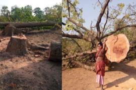 New revelation on Hasdev, the permission process of forest land for coal block had started during Bhupesh tenure itself, Forest Department had sent a letter to Rajasthan Government, Chhattisgarh, Khabargali