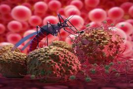 Malaria red alert with arrival of monsoon, 2 thousand cases... Latest news Hindi news cg big news khabargali 