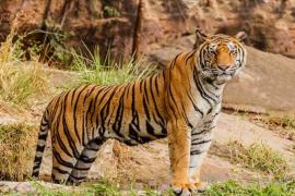 The country's third largest tiger reserve will be built in Chhattisgarh, in the meeting of the Council of Ministers of Chhattisgarh Government, an important decision has been taken to form Guru Ghasidas - Tamor Pingla Tiger Reserve, Khabargali