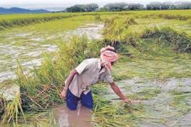 Big news for the farmers of Chhattisgarh, they will be able to get crop insurance till 16th August...  hindi news chhattisgarh news khabargali 