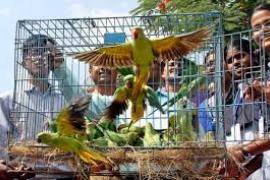 The effect of forest department's warning is visible, 55 parrots are free, action is being taken against those keeping them in cages...  cg news  hindi news latestnews khabargali