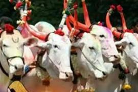 Pola festival will be celebrated with great pomp, bull race and bull decoration competition today... Cg news hindi news khabargali 