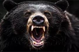 Bear terror in Chhattisgarh, 13 year old innocent girl torn to death... Cg news big news latest news cg hindi news khabargali 