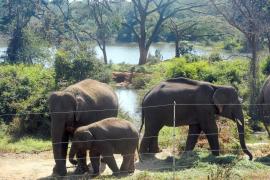 Now elephants will not die due to electric current in the state, the electricity company gave an affidavit in the High Court, saying this... Cg news latest news elephant news khabargli 