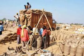 Paddy will be purchased in Chhattisgarh from November 15, this day is the last date for registration.  cg news hindi news cg latest news khabargali 
