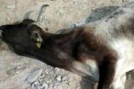 Speeding trailer crushes cattle herd, 8 cows die cg news raipur news cg big news latest news khabargali 
