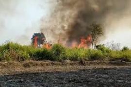 A massive fire broke out in the sugarcane field, more than 40 acres of crop burnt to ashes.  kawardha news cg big news hindi news khabargali 