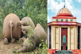  घरघोड़ा में 3 हाथियों की करंट मौत के मामले में हाईकोर्ट सख्त, दिया यह आदेश High Court is strict in the case of electrocution death of 3 elephants in Gharghoda, gave this order  cg news hindi news bilaspur news khabargali     