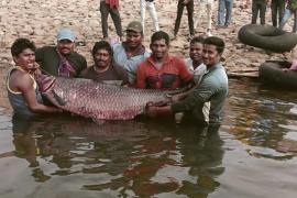 जलाशय में मिली 65 किलो की मछली, देखने लगी लोगों की भीड़ खबरगली  65 kg fish found in the reservoir, crowd of people started watching  cg news hindi news cg big news latest news khabargali 