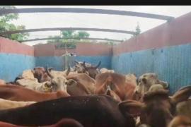 गौवंश तस्करी पर पुलिस की बड़ी कार्रवाई,  32 मवेशियों से भरे ट्रक को पकड़ा खबरगली Police took a big action against cow smuggling, seized a truck loaded with 32 cattle durg news  cg news cg big news latest news cg raipur news khabargali 
