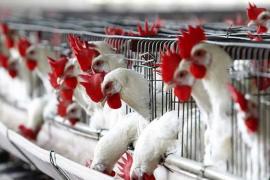 Two-day poultry conclave in Raipur, more than 3000 traders participated… latest News hindi News cg big news khabargali 