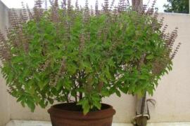 Chhattisgarh's sweet basil will sweeten chocolate, Durg's startup found a solution latest News hindi news khabargali 