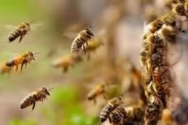 60 people were attacked by bees in the temple, causing panic Chhattisgarh news Hindi news latest news khabargli 