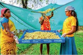 The fragrance of tea made from Mahua of Bastar reaches London, people are sipping 5 flavours  latest News hindi News big News khabargali 