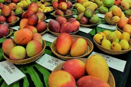 3-day National Mango Festival in Raipur, more than 200 varieties will be displayed latest News big news hindi News khabargli 