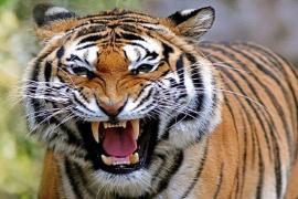 Tiger census will begin soon in Chhattisgarh forests, forest department officials busy in preparations latest News hindi news big News khabargali 
