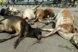 33 cows died in a single day, instructions to departments to be vigilant to prevent recurrence, Raipur-Mungeli, Khabargali